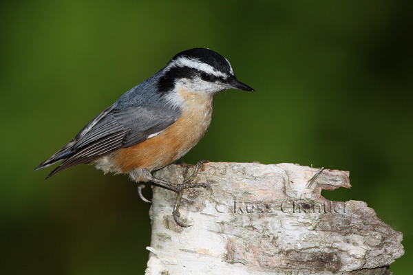 Red-breasted Nuthatch © Russ Chantler